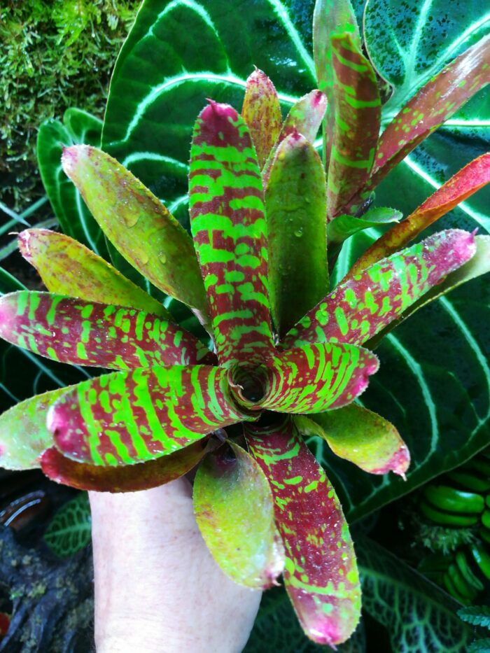 Neoregelia Howzit