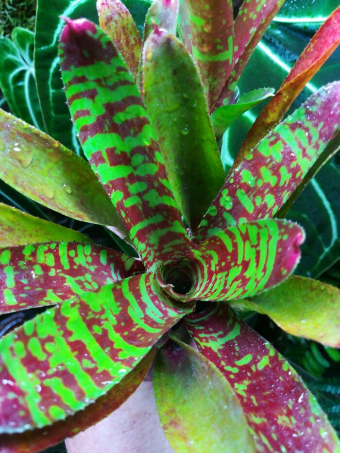 Neoregelia Howzit – Image 2