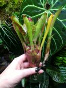 Neoregelia Howzit