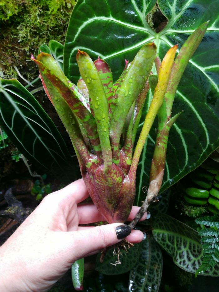 Neoregelia Howzit – Image 3