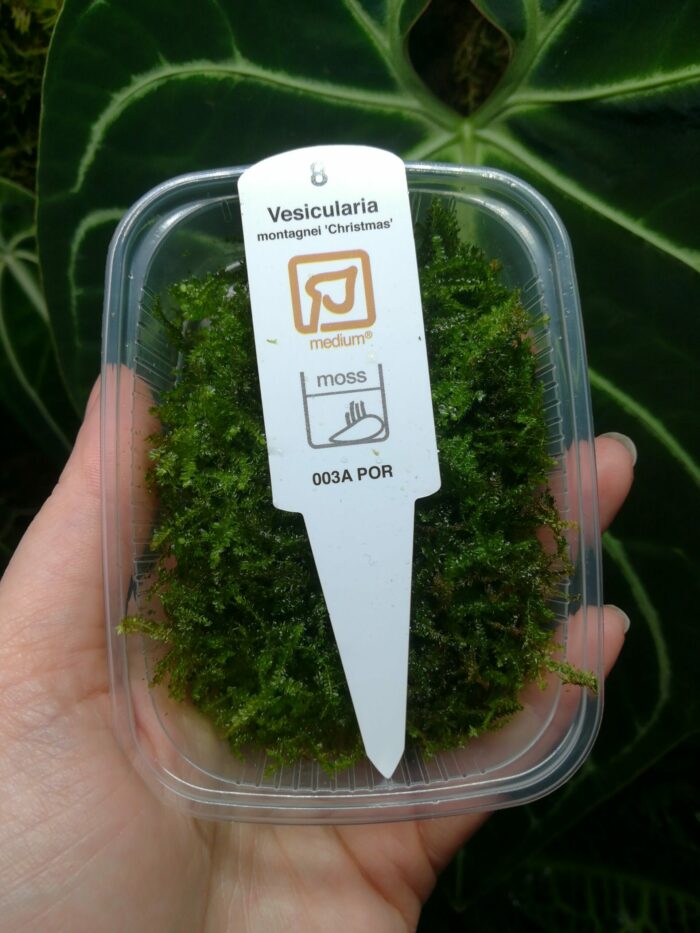 Tropica – Portion de mousse de java « Vesicularia montagnei ‘Christmas' » - Lot de 3 – Image 3