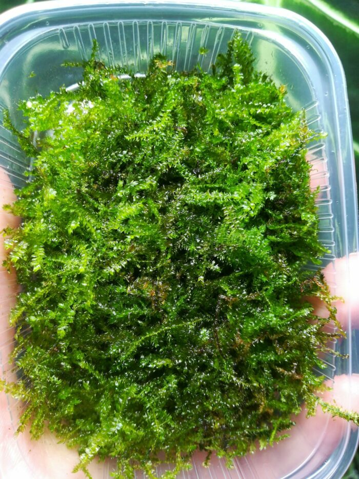 Tropica – Portion de mousse de java « Vesicularia montagnei ‘Christmas' » - Lot de 3 – Image 2