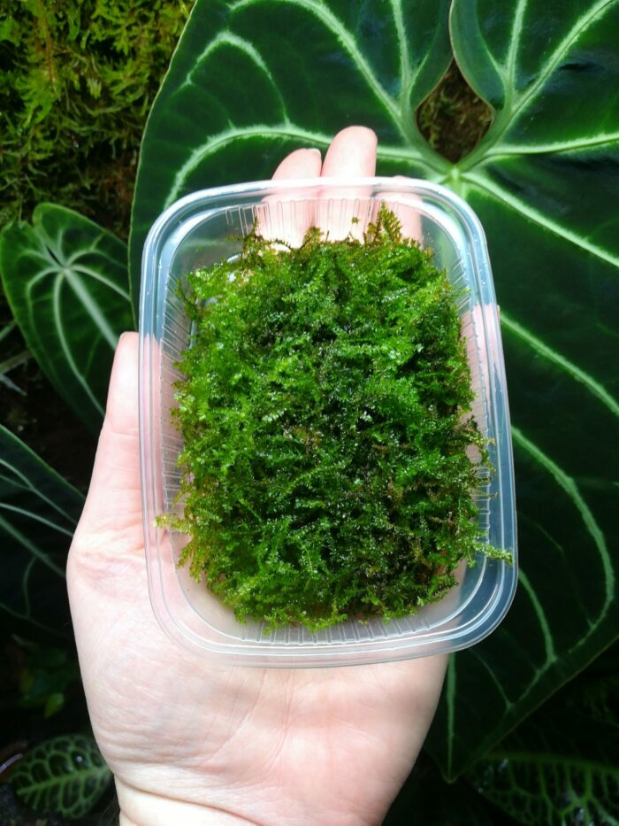 Tropica - Portion de mousse de java "Vesicularia montagnei 'Christmas'"