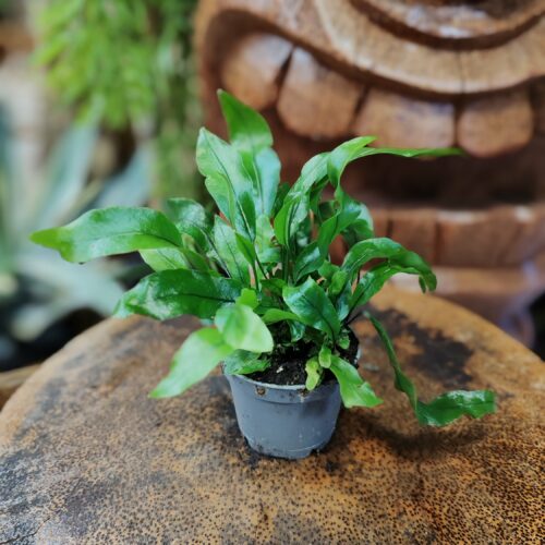 Fougère - Microsorum Pteropus