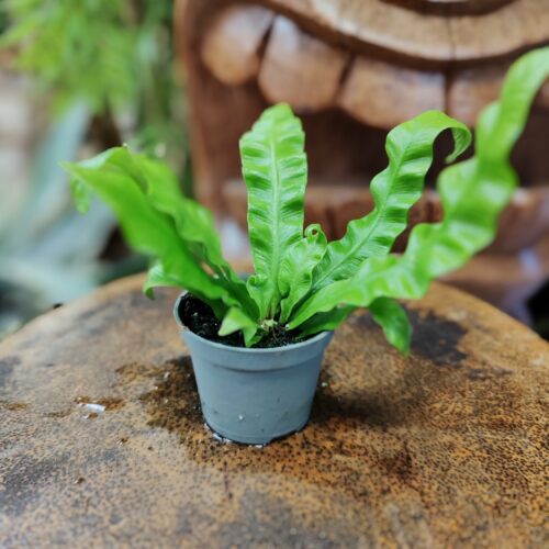 Fougère - Asplenium Nidus