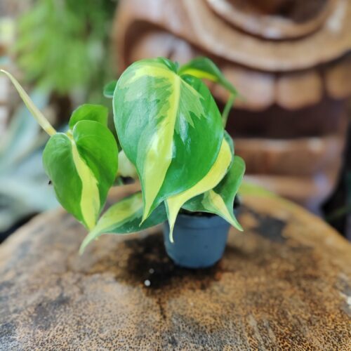 Philodendron Scandens "Brasil"
