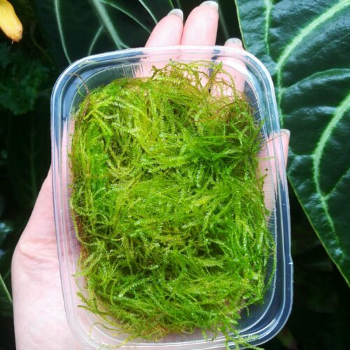 Tropica - Portion de mousse de java "Taxiphyllum Barbieri"