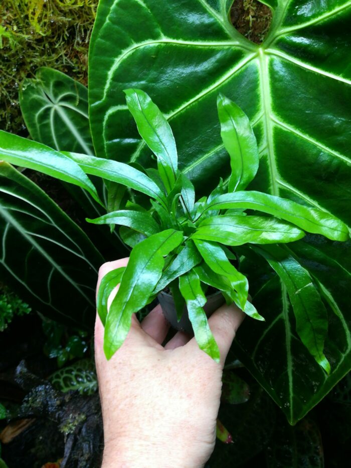 Fougère - Microsorum Pteropus
