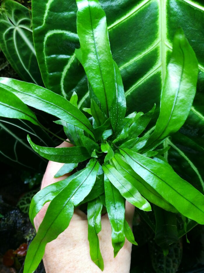 Fougère - Microsorum Pteropus – Image 2