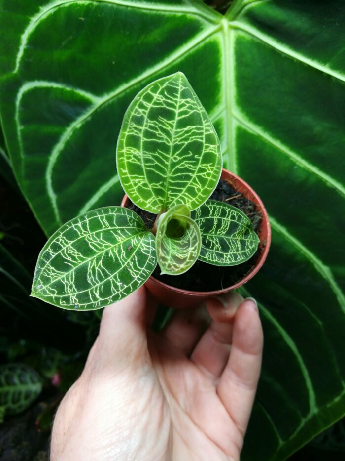 Macodes Petola - Orchidée bijoux – Image 2