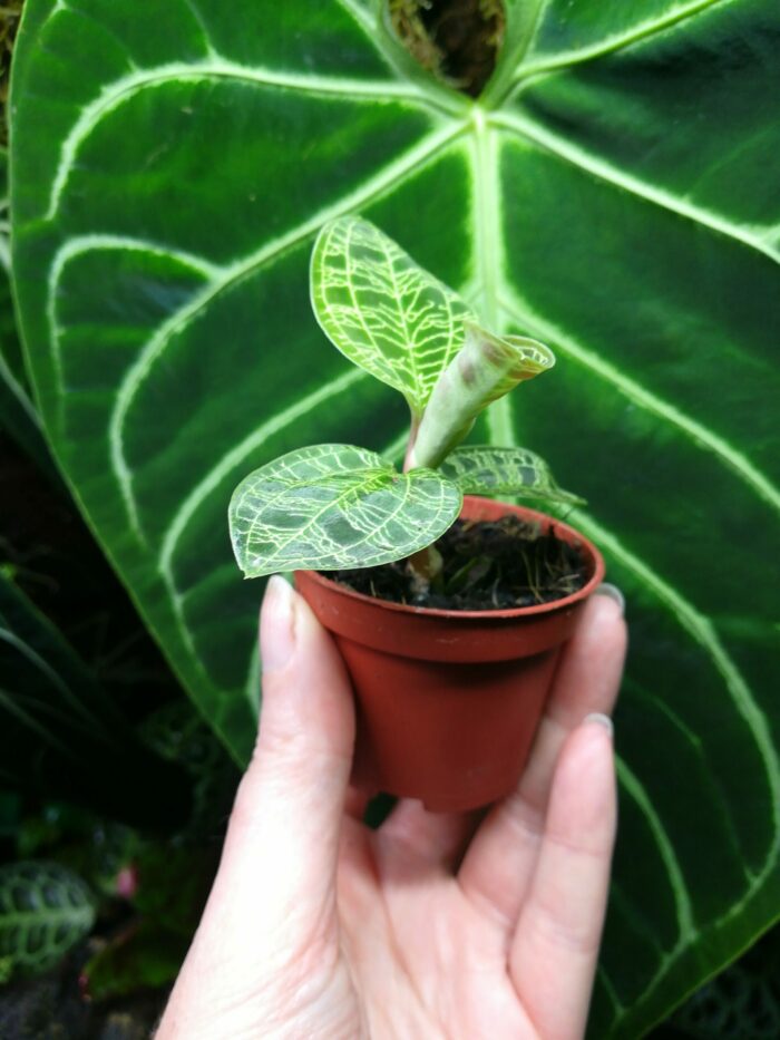 Macodes Petola - Orchidée bijoux – Image 3