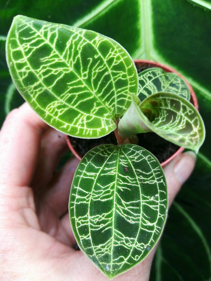 Macodes Petola - Orchidée bijoux