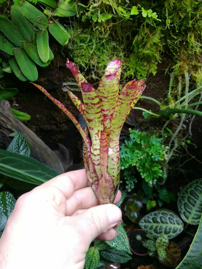 Neoregelia Yankee Doodle  [ petite ]