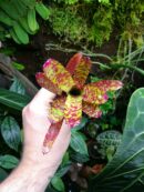 Neoregelia Yankee Doodle  [ petite ]