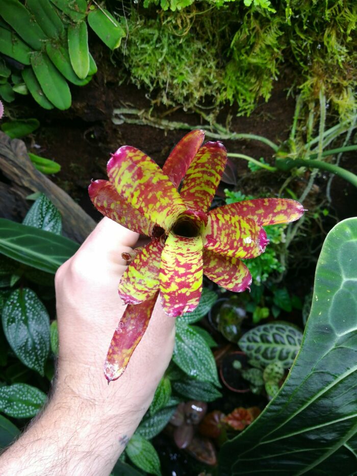 Neoregelia Yankee Doodle  [ petite ] – Image 2