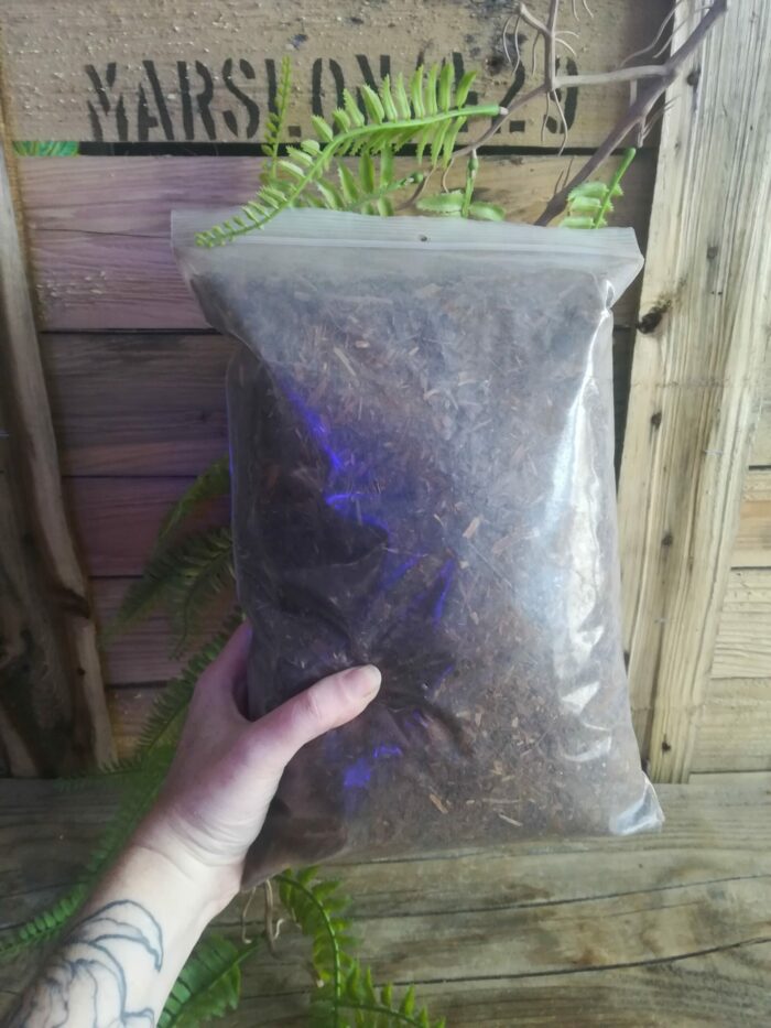 Poudre et fibre de Xaxim en vrac – Environ 4/5L – Image 2