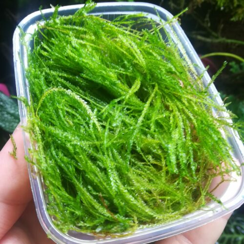 Tropica - Portion de mousse de java "Taxiphyllum Spiky"
