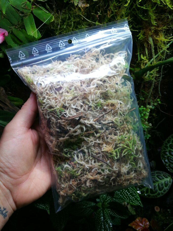 Sphaigne vivante en vrac - sachet de 1L