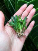 Orchidée miniature - Masdevallia minuta