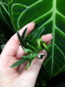 Orchidée miniature - Masdevallia minuta