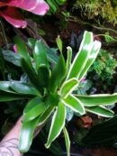 Duo de Neoregelia