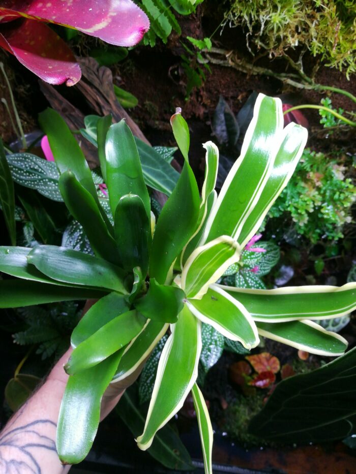 Duo de Neoregelia