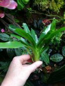 Duo de Neoregelia
