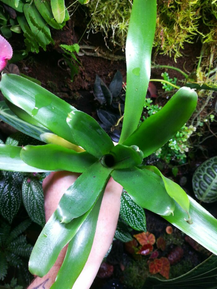 Duo de Neoregelia – Image 3