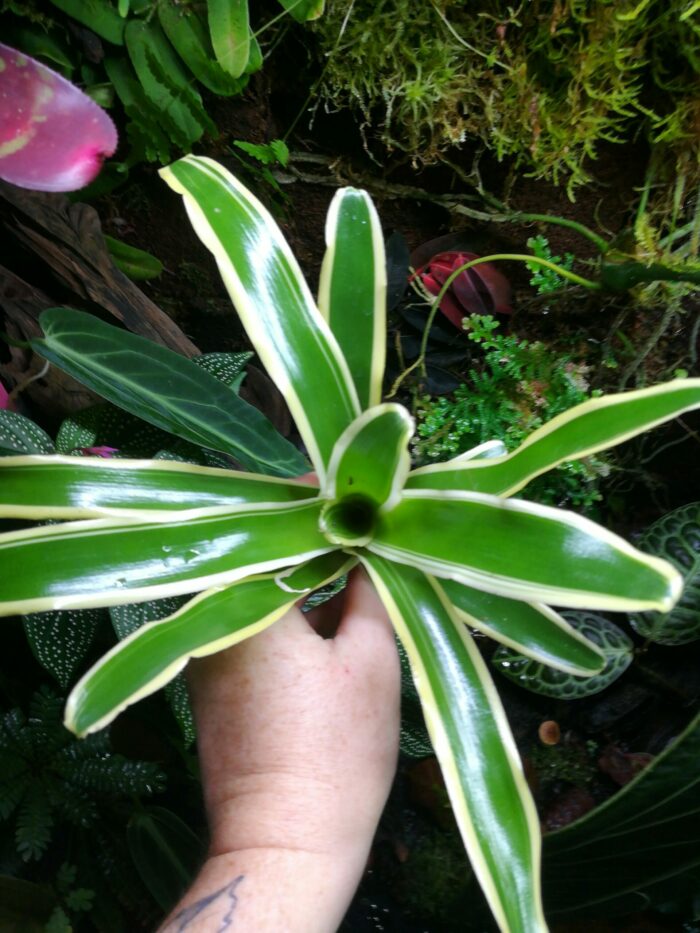 Duo de Neoregelia – Image 4