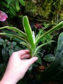 Duo de Neoregelia