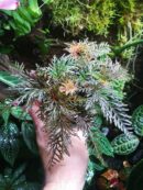 Begonia Bipinnatifida
