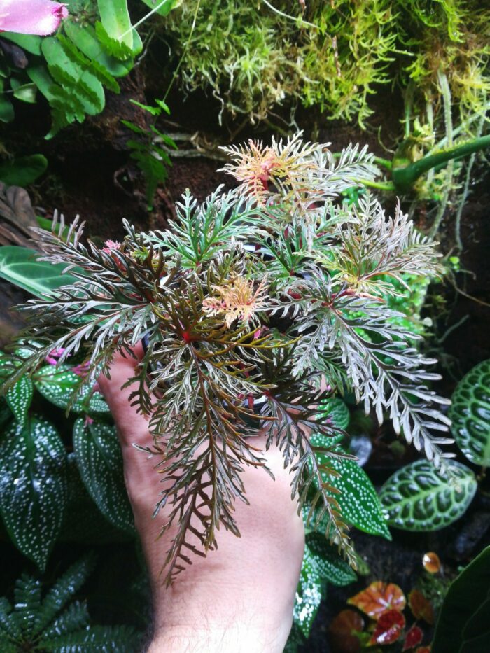 Begonia Bipinnatifida