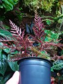 Begonia Bipinnatifida