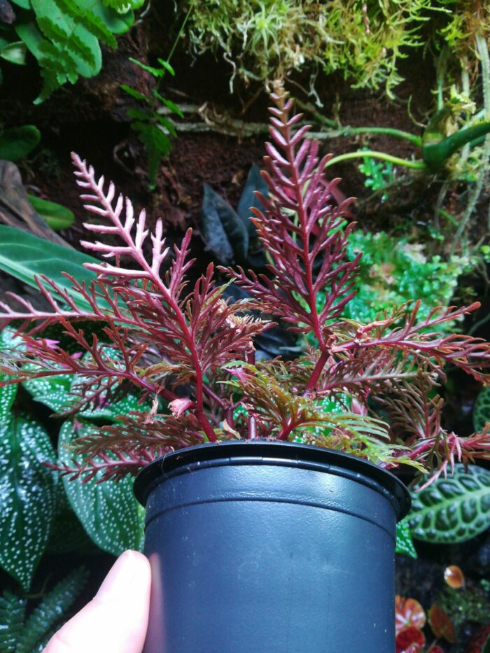 Begonia Bipinnatifida – Image 2