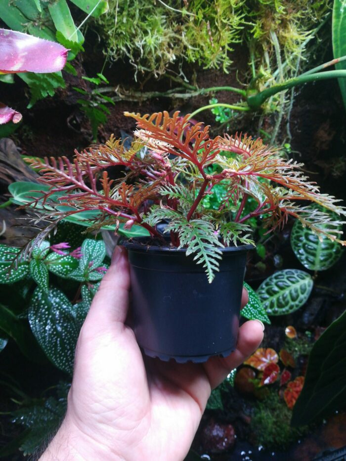 Begonia Bipinnatifida – Image 3