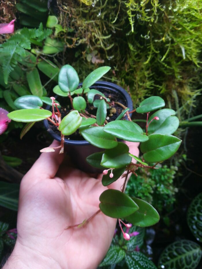 Begonia Elaeagnifolia 'Schulzei'