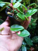 Begonia Elaeagnifolia 'Schulzei'