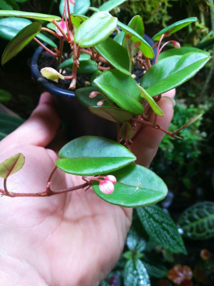 Begonia Elaeagnifolia 'Schulzei' – Image 2
