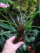 Tillandsia cyanea