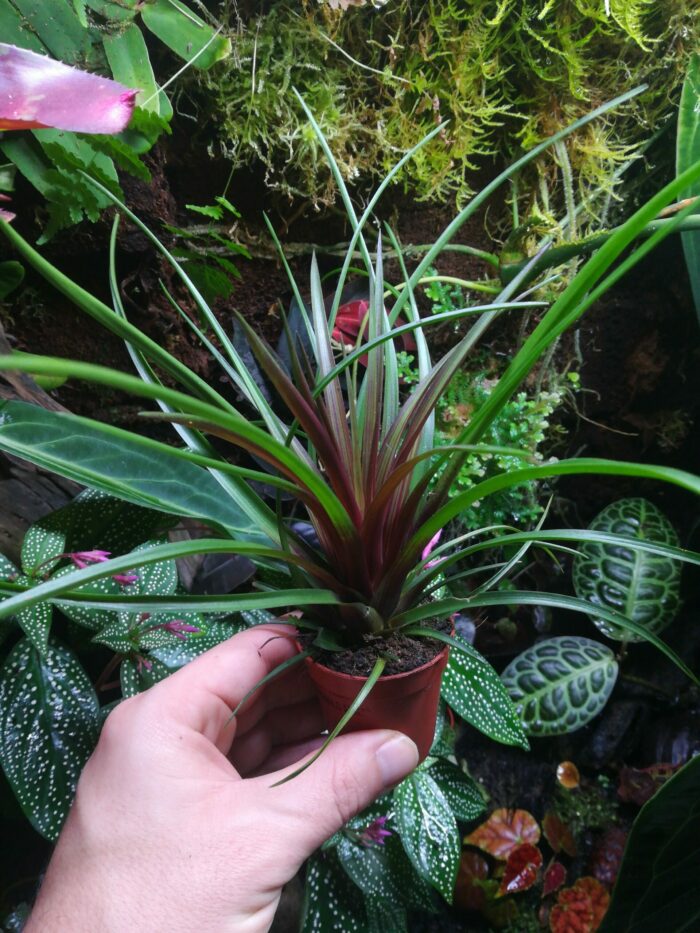 Tillandsia cyanea