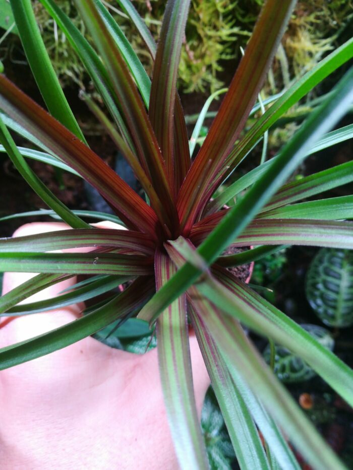 Tillandsia cyanea – Image 2