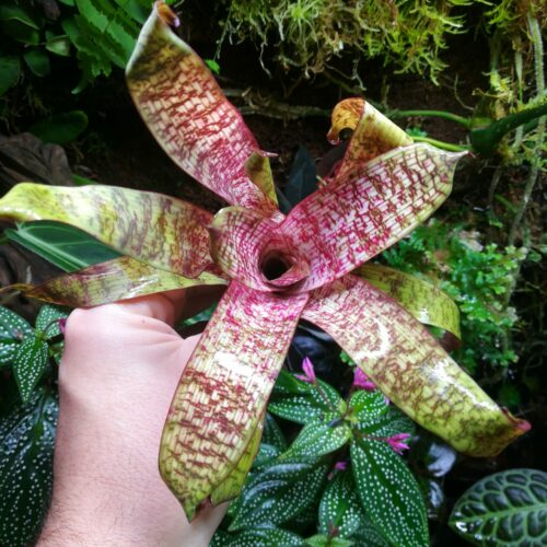 Vriesea "Red Chestnut" mini