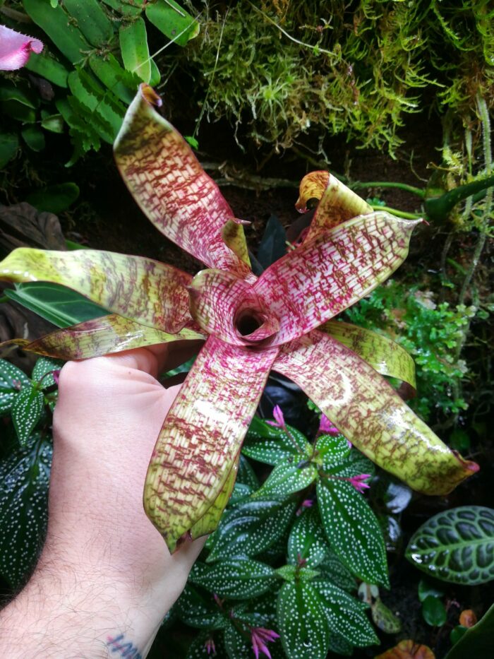 Vriesea "Red Chestnut" mini