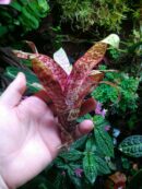 Vriesea "Red Chestnut" mini