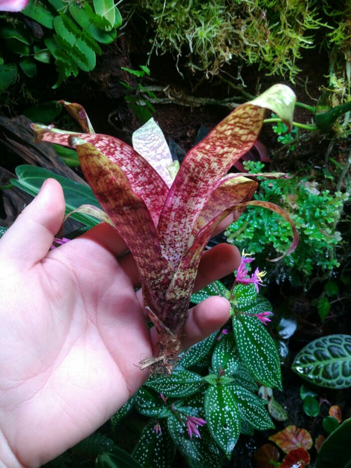 Vriesea "Red Chestnut" mini – Image 2