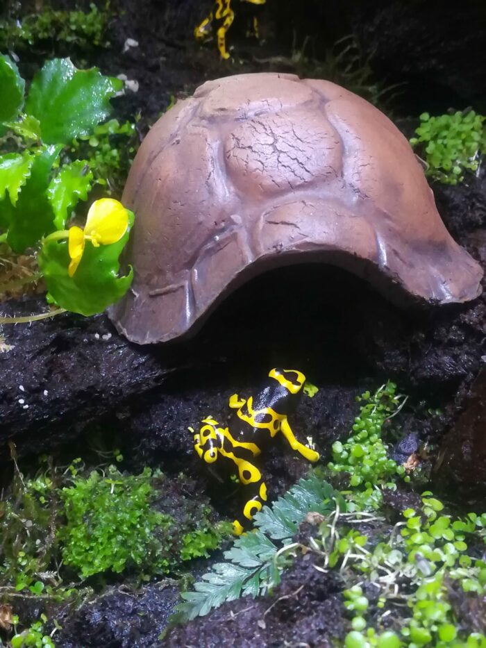 Cachette "Carapace de tortue" en céramique