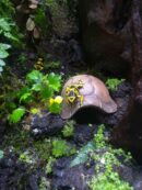 Cachette "Carapace de tortue" en céramique