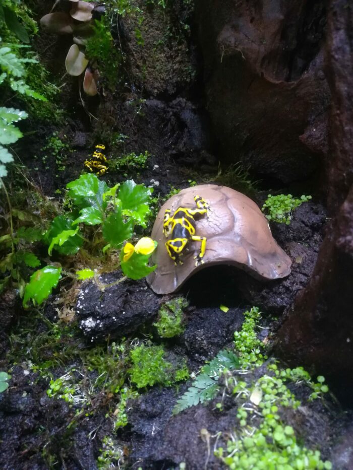 Cachette "Carapace de tortue" en céramique – Image 2