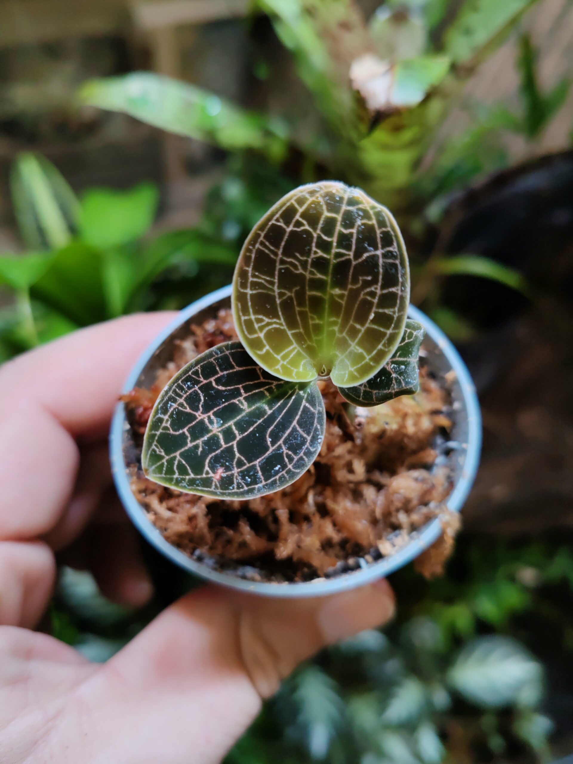 Dossinia Marmorata - Orchidée bijoux