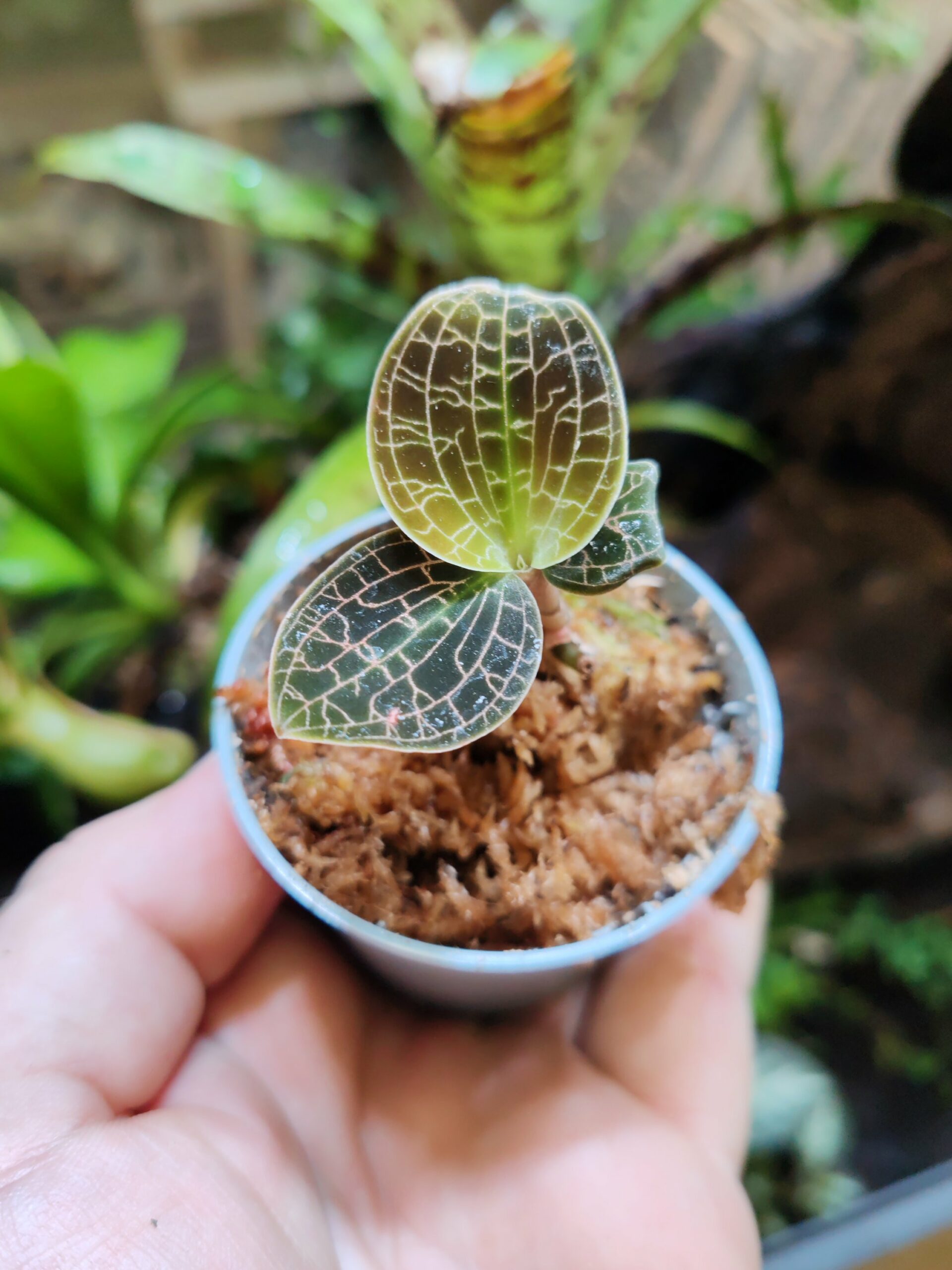 Dossinia Marmorata - Orchidée bijoux – Image 2